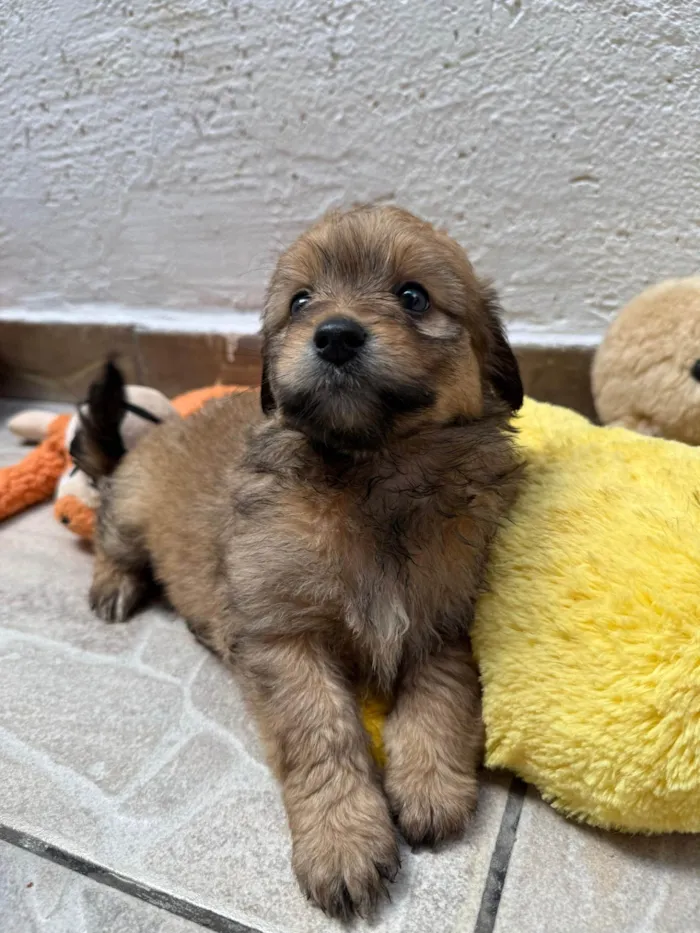 Cachorro ra a SRD-ViraLata idade Abaixo de 2 meses nome Lunna