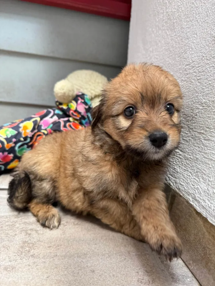 Cachorro ra a SRD-ViraLata idade Abaixo de 2 meses nome Lunna