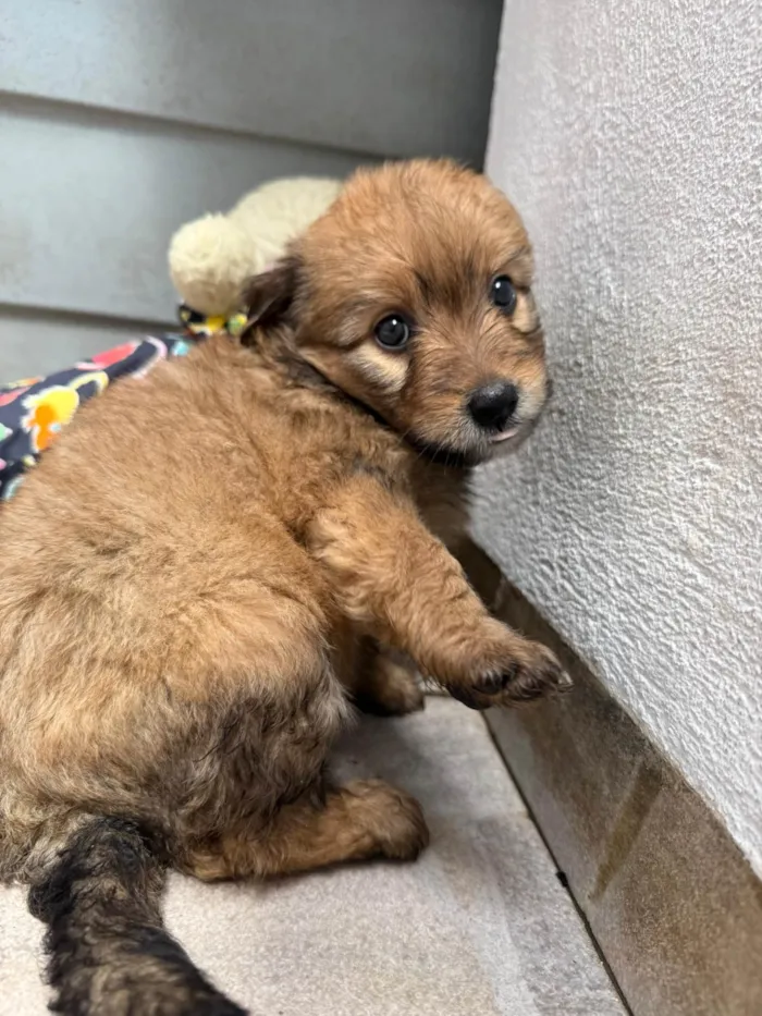 Cachorro ra a SRD-ViraLata idade Abaixo de 2 meses nome Lunna