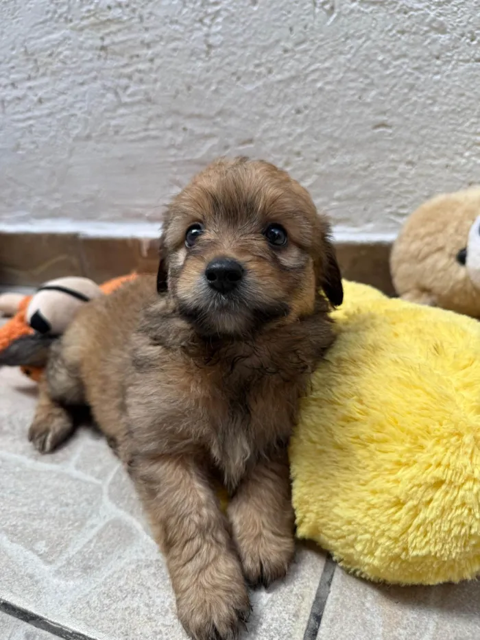 Cachorro ra a SRD-ViraLata idade Abaixo de 2 meses nome Lunna