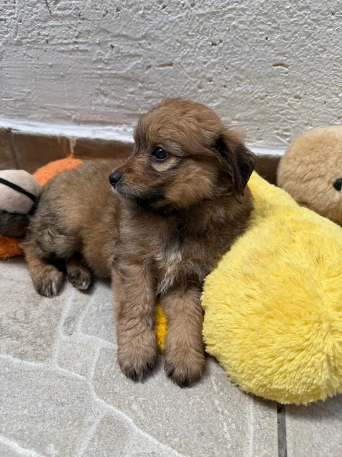 Cachorro ra a SRD-ViraLata idade Abaixo de 2 meses nome Lunna