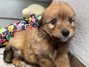Cachorro raça SRD-ViraLata idade Abaixo de 2 meses nome Lunna