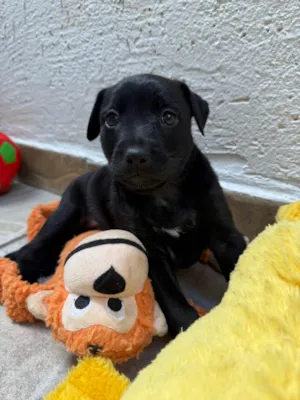 Cachorro raça SRD-ViraLata idade Abaixo de 2 meses nome Luke