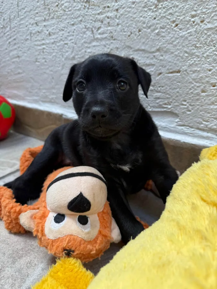 Cachorro ra a SRD-ViraLata idade Abaixo de 2 meses nome Luke