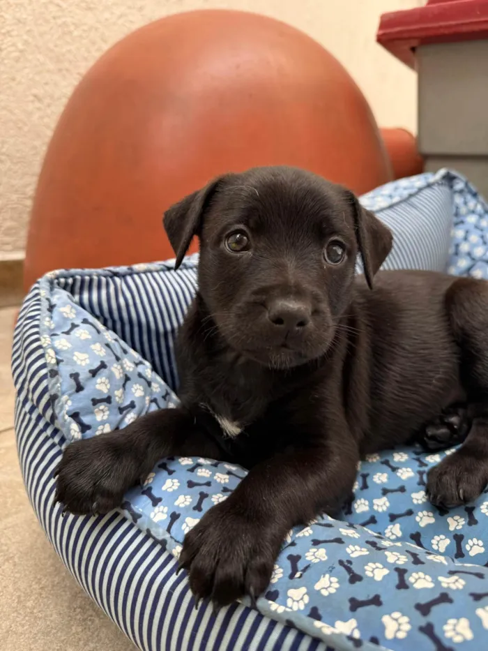 Cachorro ra a SRD-ViraLata idade Abaixo de 2 meses nome Luke