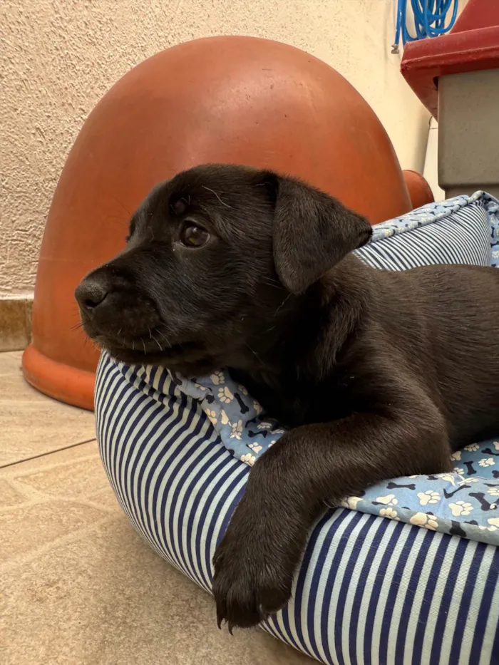 Cachorro ra a SRD-ViraLata idade Abaixo de 2 meses nome Luke