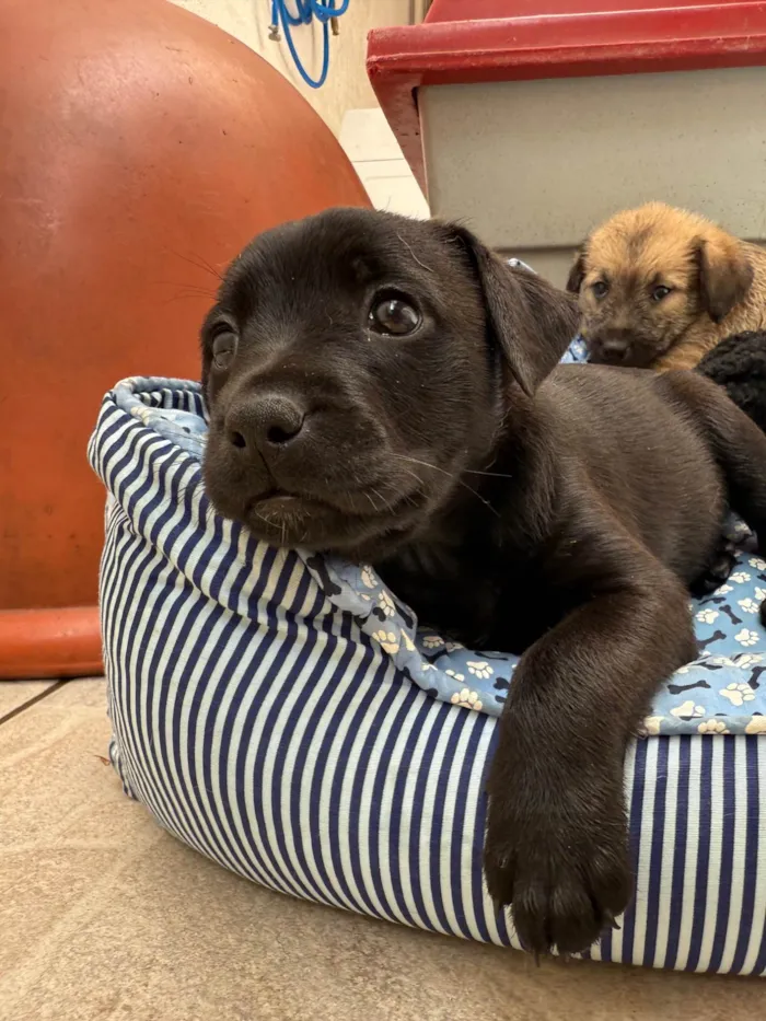 Cachorro ra a SRD-ViraLata idade Abaixo de 2 meses nome Luke