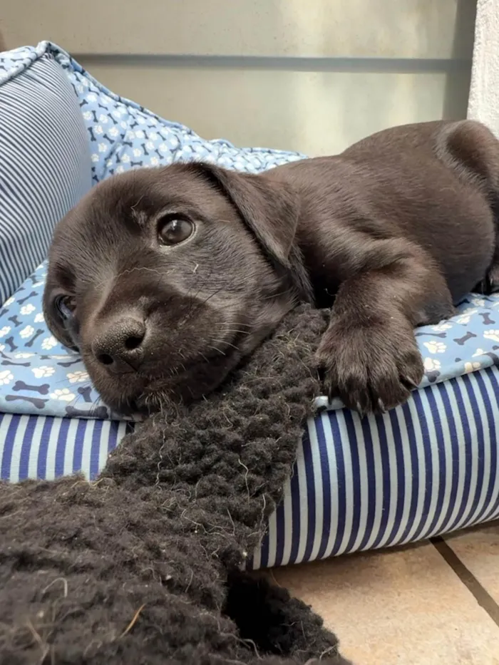 Cachorro ra a SRD-ViraLata idade Abaixo de 2 meses nome Luke