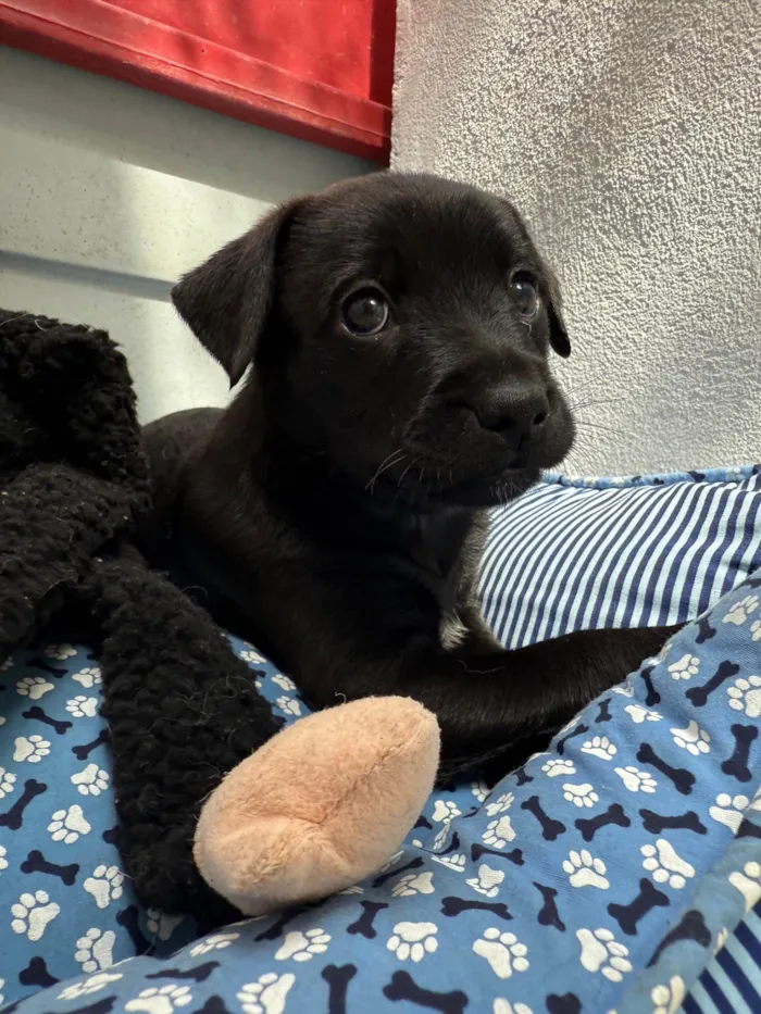 Cachorro ra a SRD-ViraLata idade Abaixo de 2 meses nome Luke