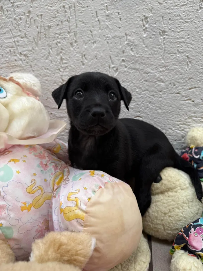 Cachorro ra a SRD-ViraLata idade Abaixo de 2 meses nome Luke