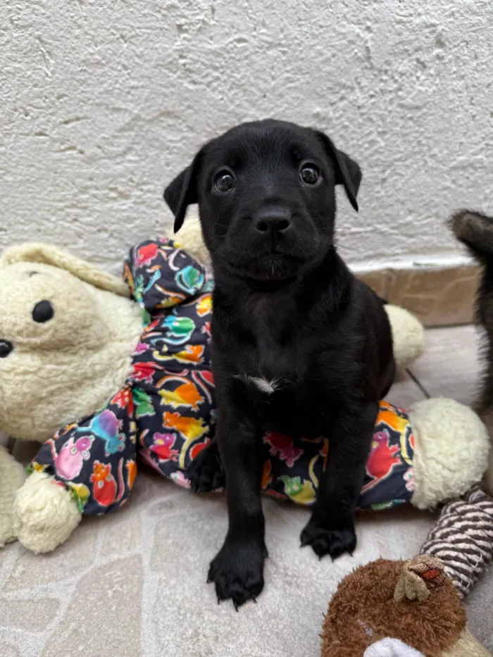 Cachorro ra a SRD-ViraLata idade Abaixo de 2 meses nome Luke