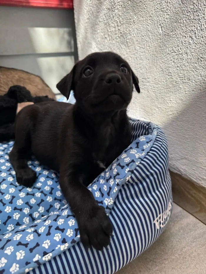 Cachorro ra a SRD-ViraLata idade Abaixo de 2 meses nome Luke