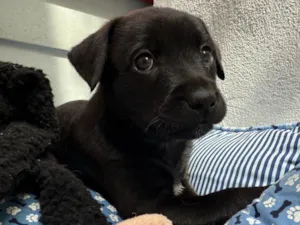 Cachorro raça SRD-ViraLata idade Abaixo de 2 meses nome Luke