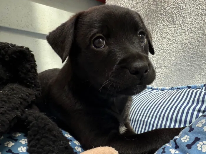 Cachorro ra a SRD-ViraLata idade Abaixo de 2 meses nome Luke