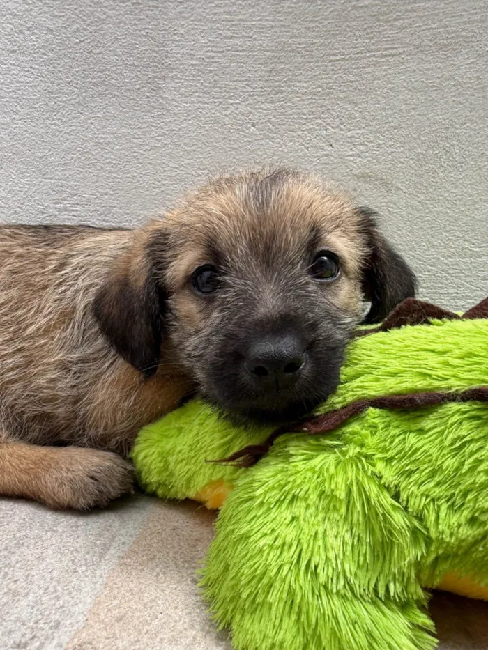 Cachorro ra a SRD-ViraLata idade Abaixo de 2 meses nome Lucas