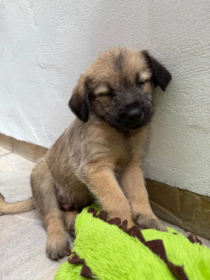Cachorro ra a SRD-ViraLata idade Abaixo de 2 meses nome Lucas
