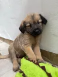 Lucas