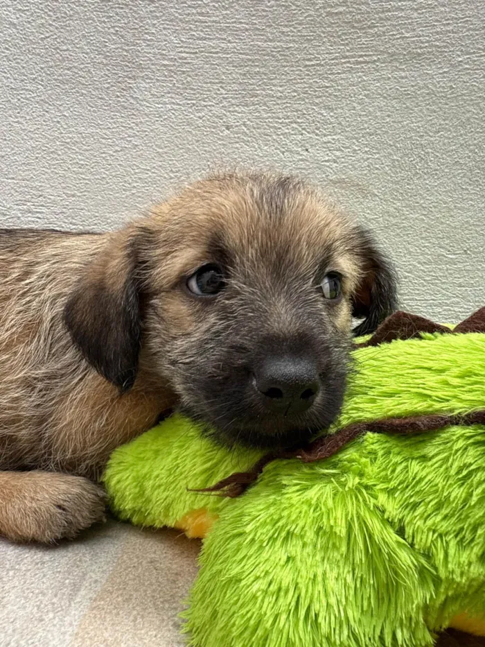 Cachorro ra a SRD-ViraLata idade Abaixo de 2 meses nome Lucas