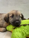 Lucas