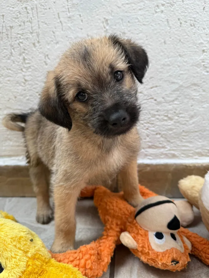 Cachorro ra a SRD-ViraLata idade Abaixo de 2 meses nome Lucas