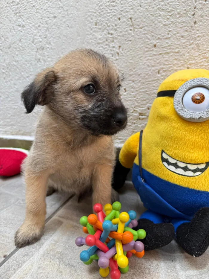 Cachorro ra a SRD-ViraLata idade Abaixo de 2 meses nome Lucas