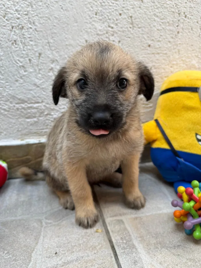 Cachorro ra a SRD-ViraLata idade Abaixo de 2 meses nome Lucas