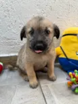 Lucas