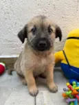 Lucas