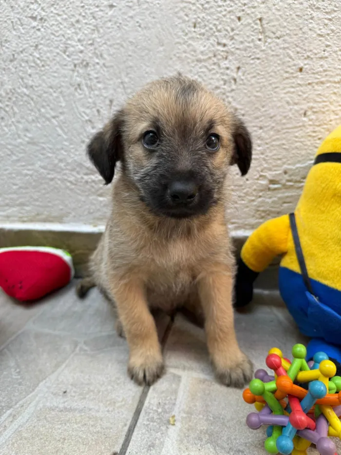 Cachorro ra a SRD-ViraLata idade Abaixo de 2 meses nome Lucas