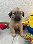 Lucas
