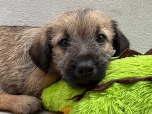 Cachorro raça SRD-ViraLata idade Abaixo de 2 meses nome Lucas