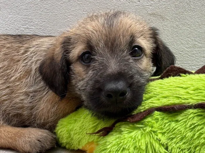 Cachorro ra a SRD-ViraLata idade Abaixo de 2 meses nome Lucas