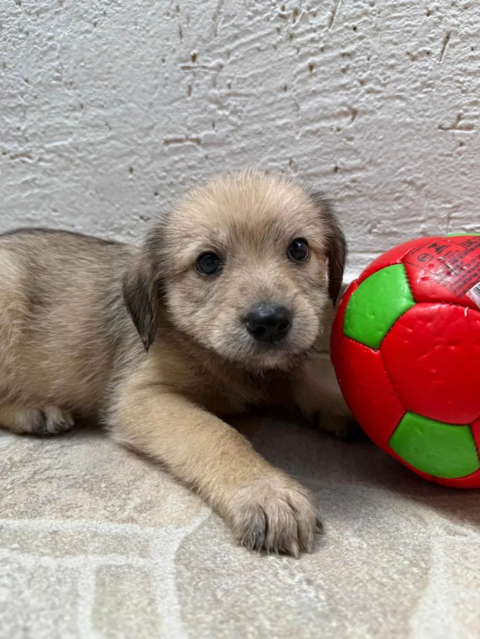 Cachorro ra a SRD-ViraLata idade Abaixo de 2 meses nome Leonardo 