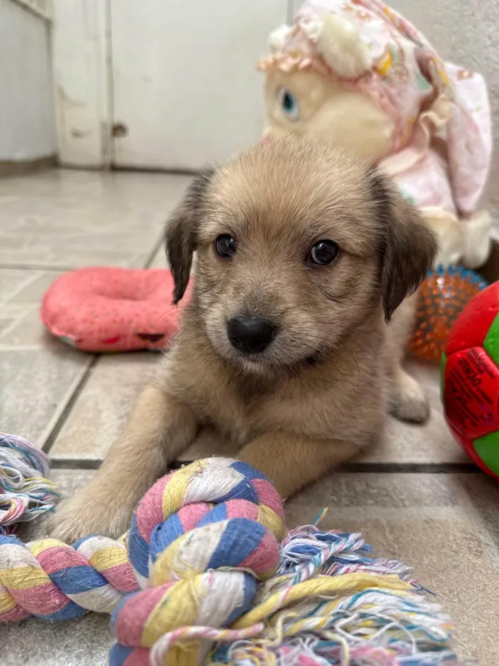 Cachorro ra a SRD-ViraLata idade Abaixo de 2 meses nome Leonardo 
