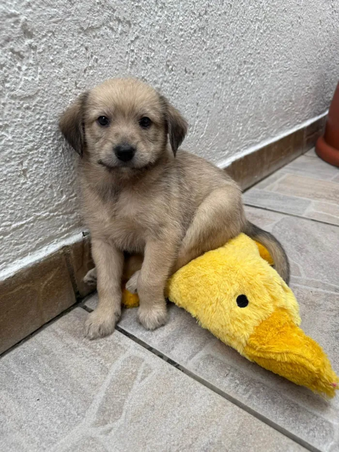 Cachorro ra a SRD-ViraLata idade Abaixo de 2 meses nome Leonardo 
