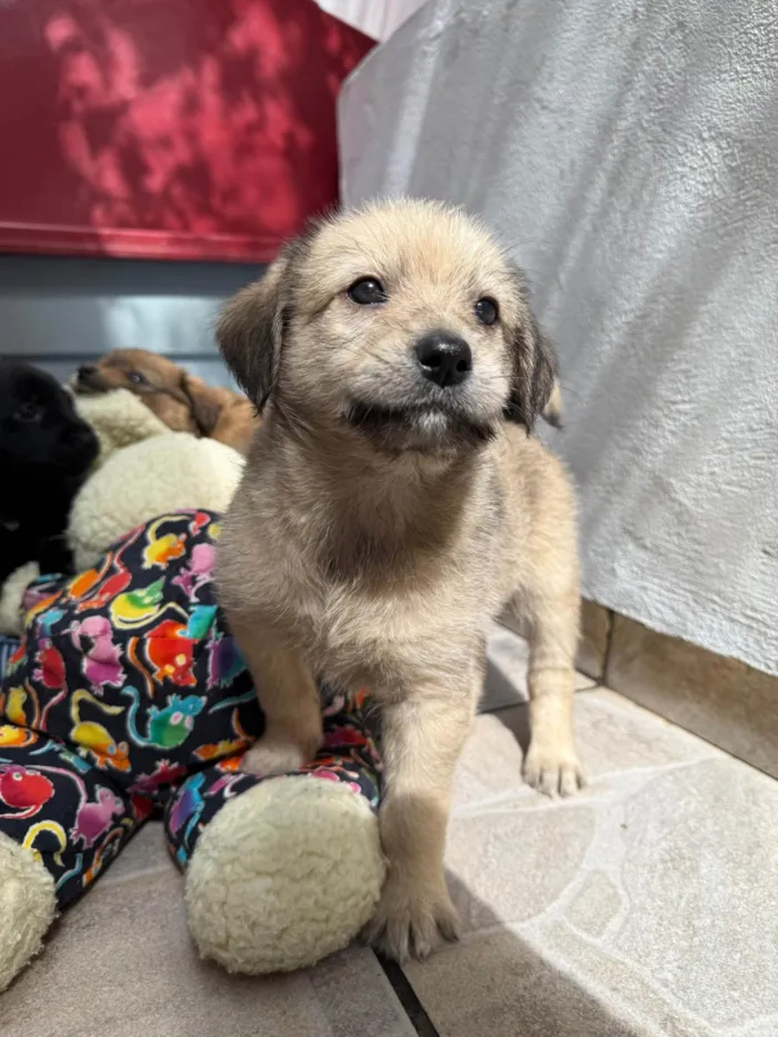 Cachorro ra a SRD-ViraLata idade Abaixo de 2 meses nome Leonardo 