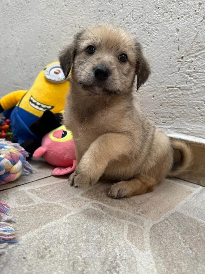 Cachorro ra a SRD-ViraLata idade Abaixo de 2 meses nome Leonardo 