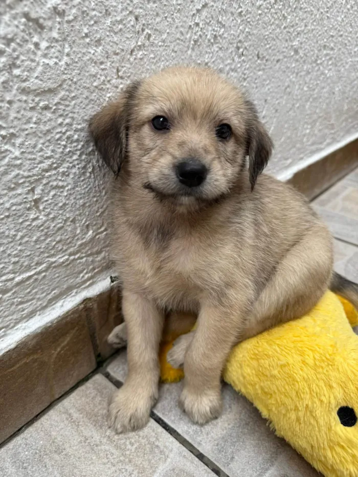 Cachorro ra a SRD-ViraLata idade Abaixo de 2 meses nome Leonardo 