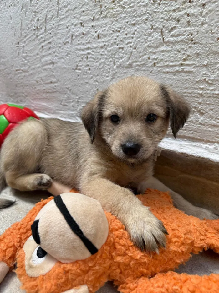 Cachorro ra a SRD-ViraLata idade Abaixo de 2 meses nome Leonardo 