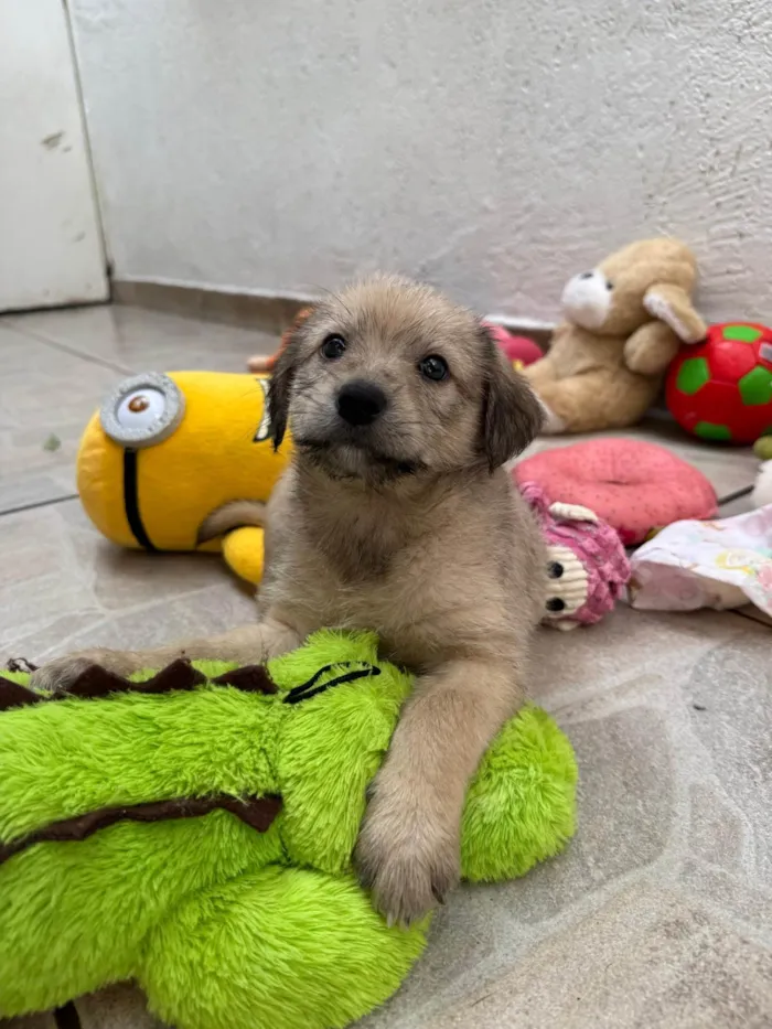 Cachorro ra a SRD-ViraLata idade Abaixo de 2 meses nome Leonardo 