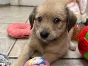 Cachorro raça SRD-ViraLata idade Abaixo de 2 meses nome Leonardo 