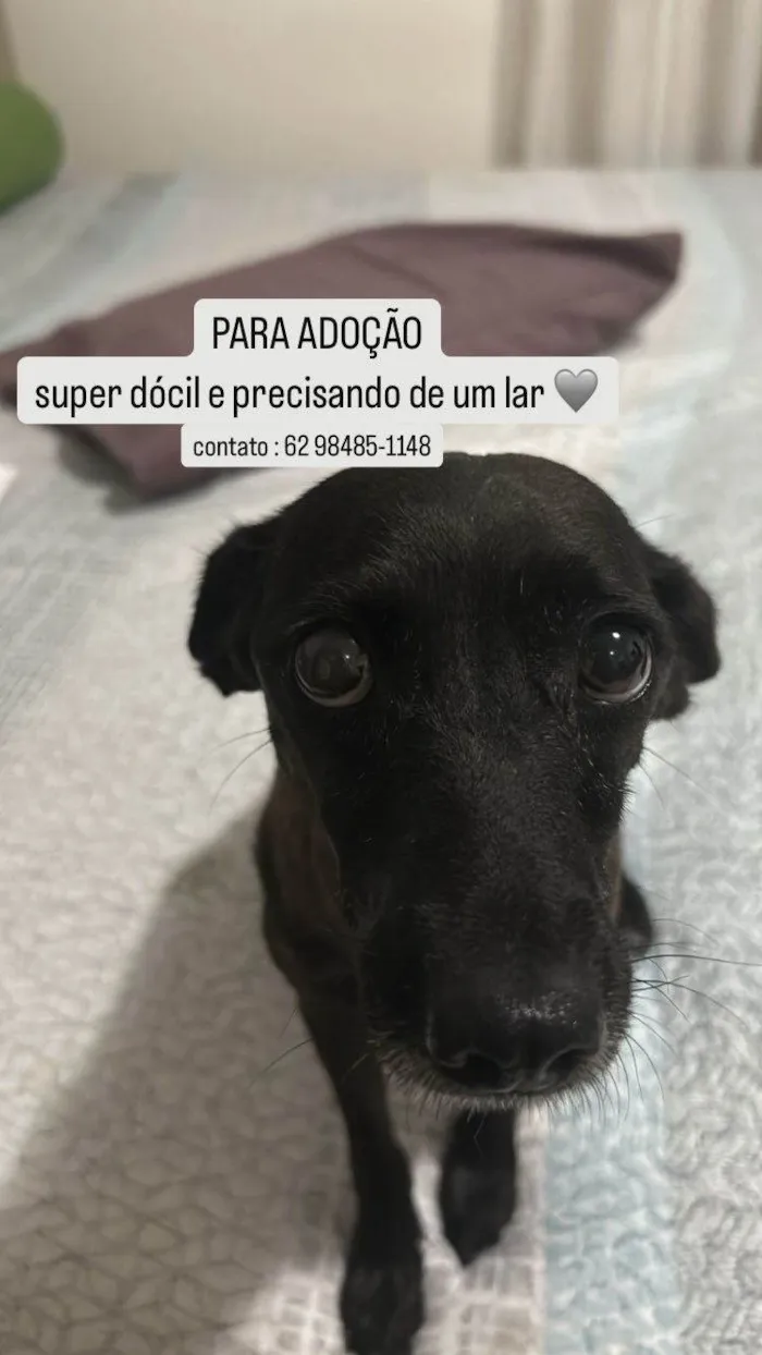 Cachorro ra a SRD-ViraLata idade 2 anos nome Pretinha