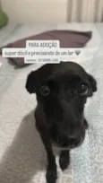 Pretinha