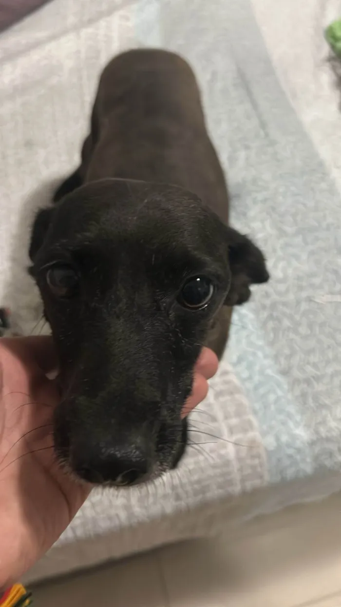 Cachorro ra a SRD-ViraLata idade 2 anos nome Pretinha