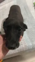 Pretinha