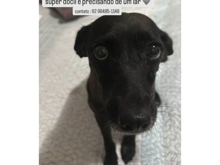 Cachorro ra a SRD-ViraLata idade 2 anos nome Pretinha