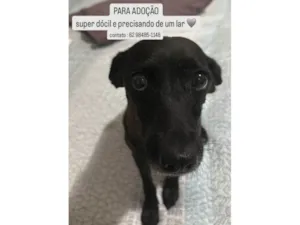 Cachorro raça SRD-ViraLata idade 2 anos nome Pretinha