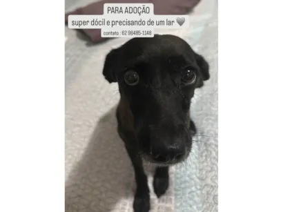 Cachorro raça SRD-ViraLata idade 2 anos nome Pretinha