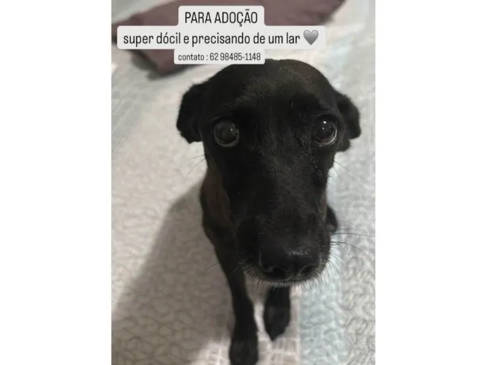 Cachorro ra a SRD-ViraLata idade 2 anos nome Pretinha