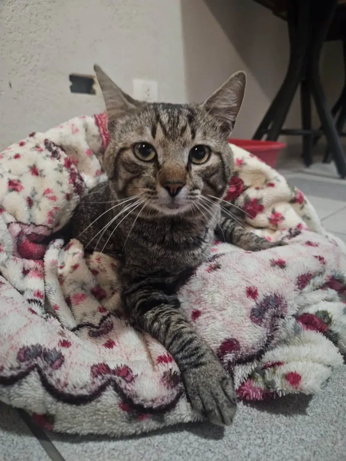 Gato ra a SRD-ViraLata idade 1 ano nome SEM NOME 